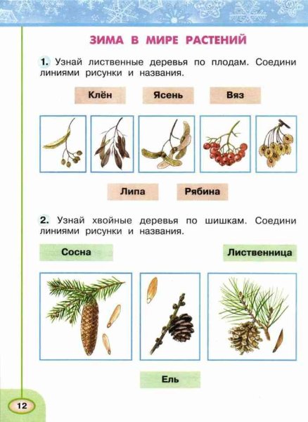 Лиственные деревья по плодам