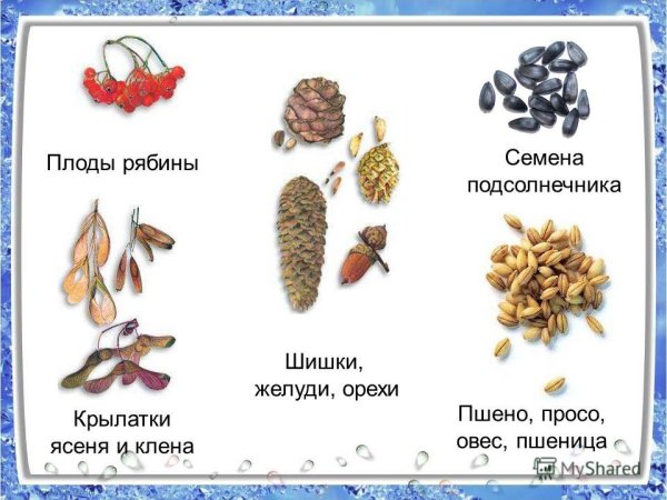Шишки плоды и семена