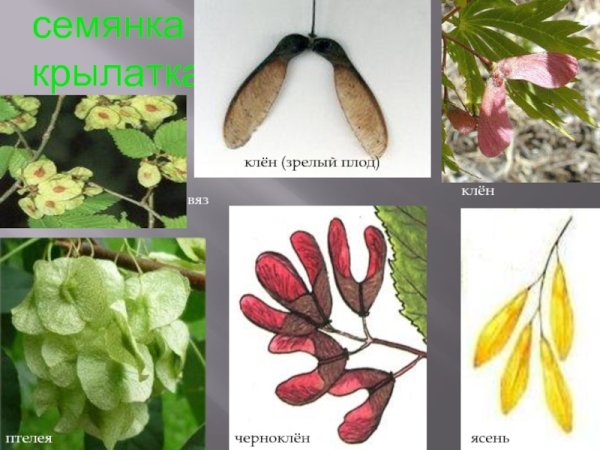 Крылатка плод клена