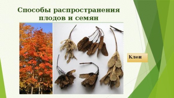 Способ распространения плодов липы