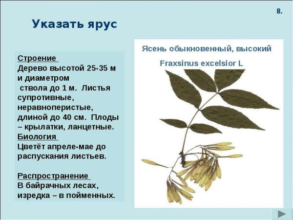 Ясень обыкновенный Крылатки