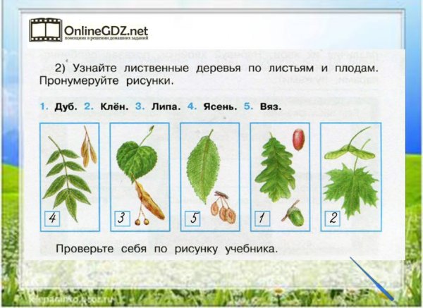 Лиственные деревья 1 класс окружающий