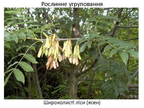 Ясень листья и семена