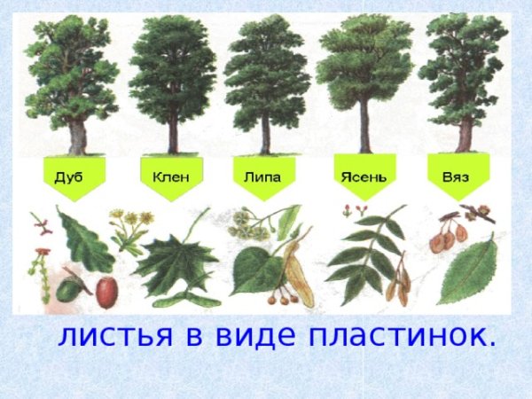Листья в виде пластинок
