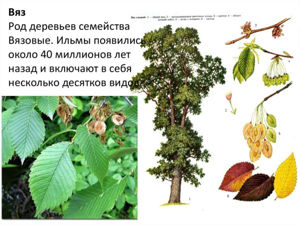 Вяз обыкновенный, гладкий (Ulmus laevis)