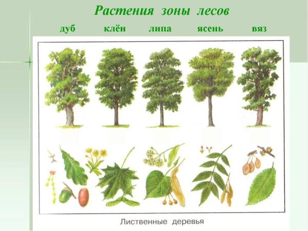 Ясень клен липа