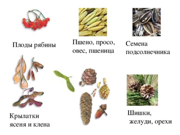 Семена деревьев с названиями