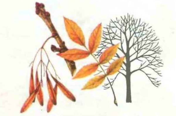 Листья деревьев клен, дуб, осина, ясень