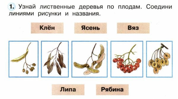 Узнай лиственные деревья по плодам