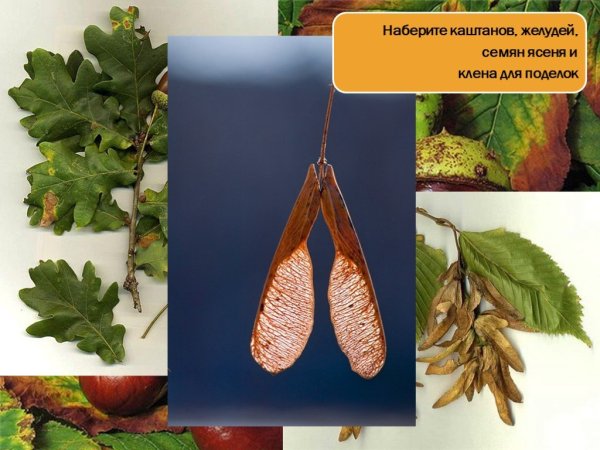 Семена ясень клен липа