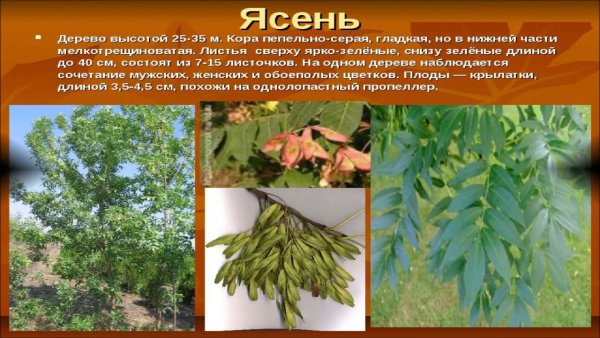 Ясень описание для детей