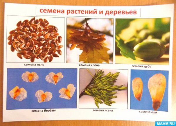 Деревья из семян растений