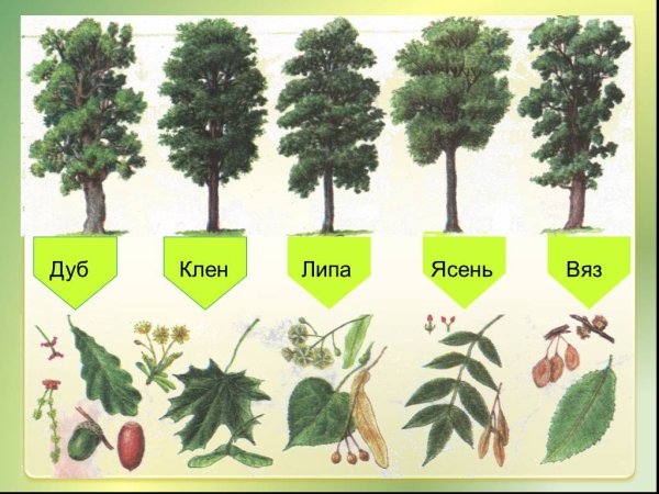 Дуб, липа, клен, ясень, вяз