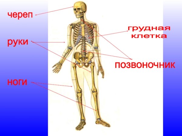 Части скелета человека окружающий мир 3 класс