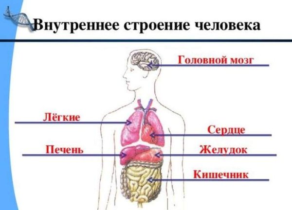 Органы человека схема 3 класс