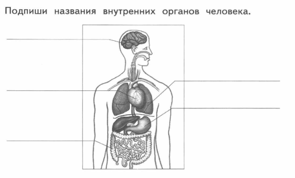 Организм человека 3 класс школа России схема