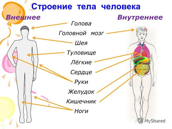 Анатомия человека: атлас-раскраска Элсон Л., Кэпит У. 9785699715060