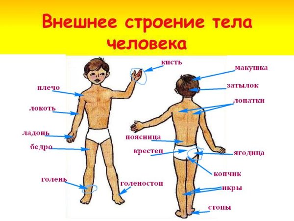 Внешнее строение тела человека
