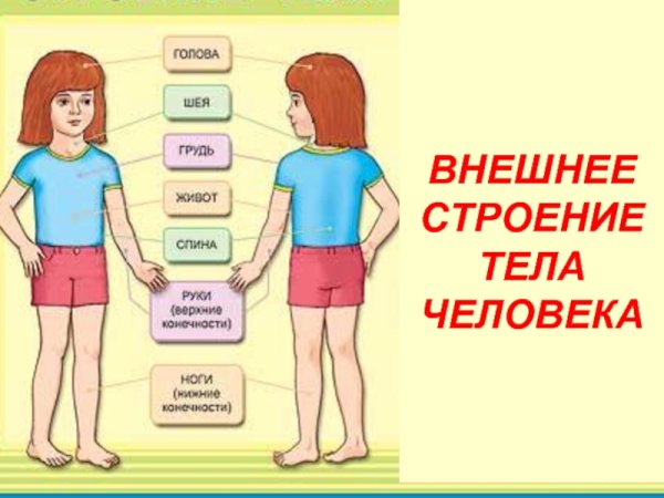 Внешнее строение тела человека