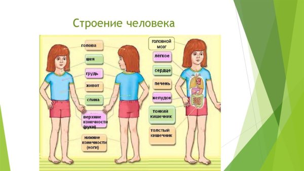 Строение человека