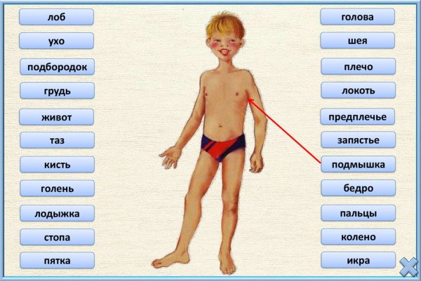 Строение человека части тела