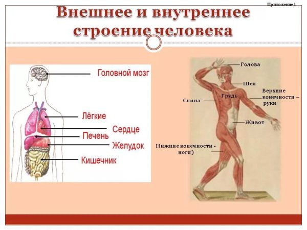 Строение человека