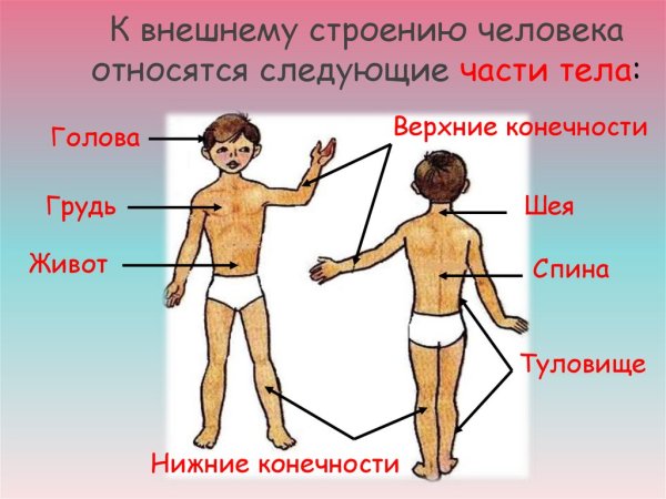 Строение тела человека