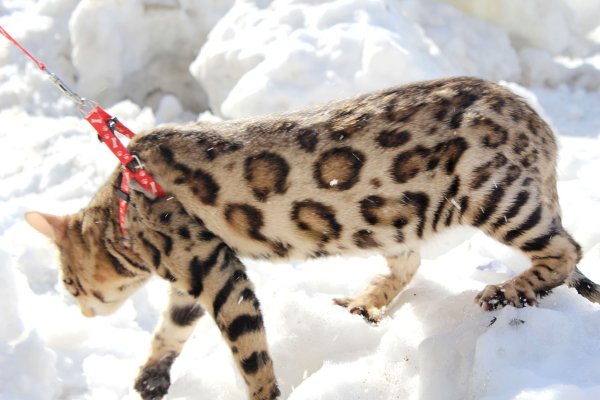 Бенгальский снежный Линкс