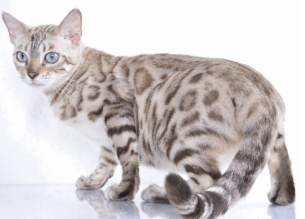 Блю тебби Бенгальская кошка