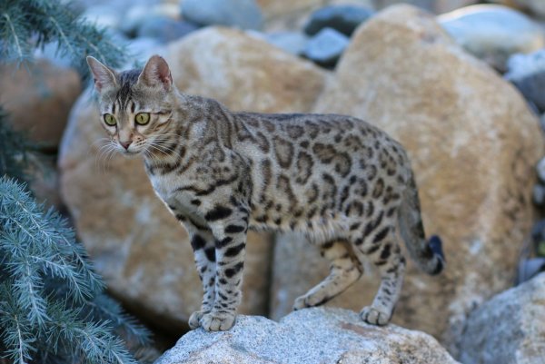 Бенгальский снежный Линкс