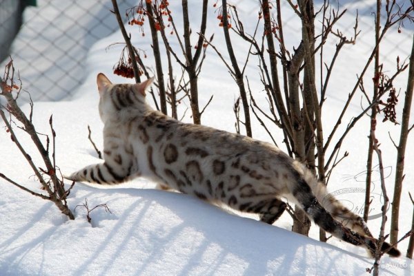 Бенгальские котята снежный Линкс