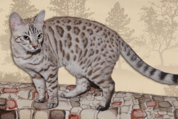 Бенгальская кошка снежный Барс