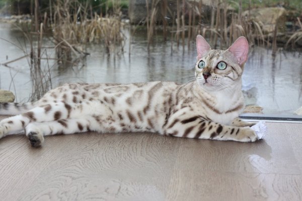 Снежный Линкс бенгал