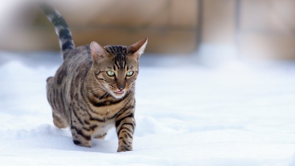 Снежный бенгал