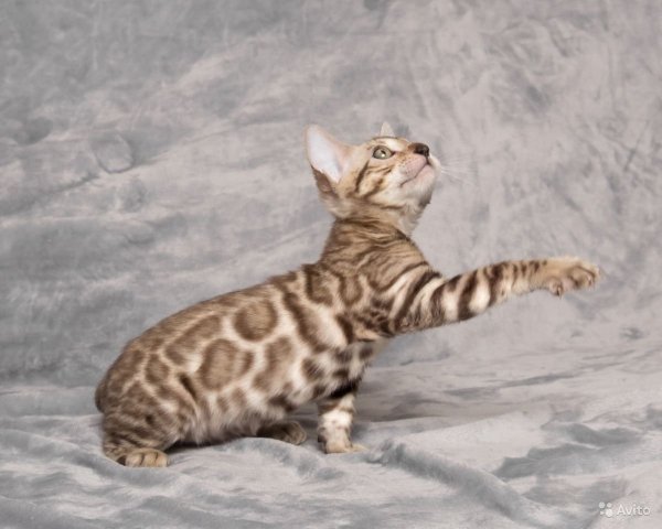 Снежная Бенгальская кошка