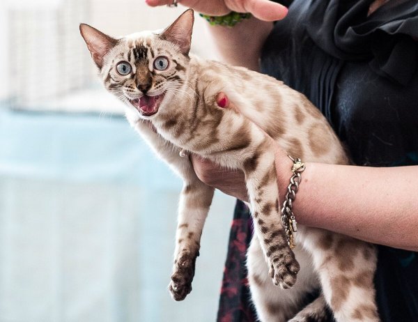 Бенгальский кот Линкс
