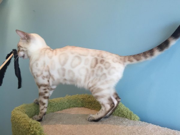 Бенгальская кошка Линкс