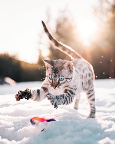 Бенгальские котята снежный Линкс