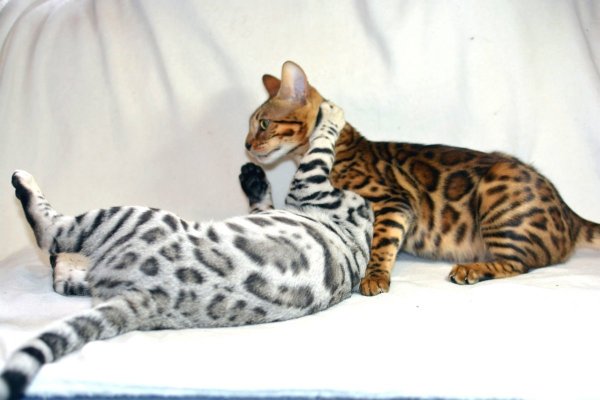 Бенгал Сильвер Линкс