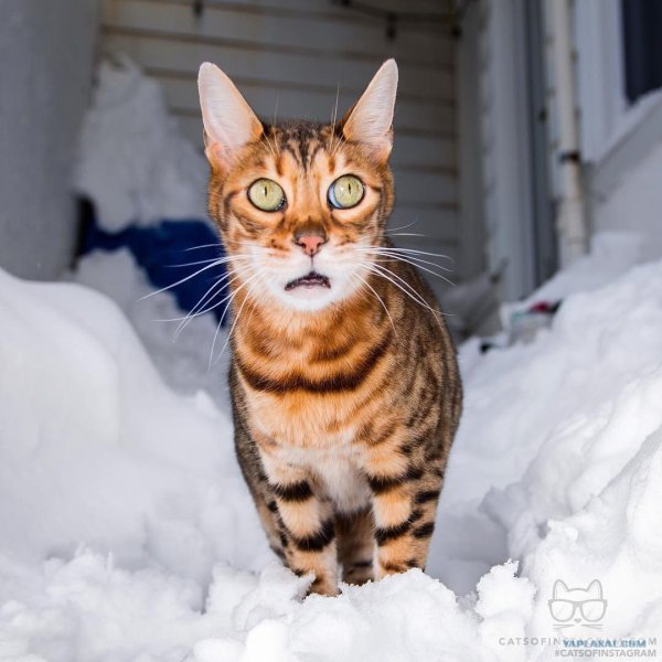 Снежный бенгальский кот