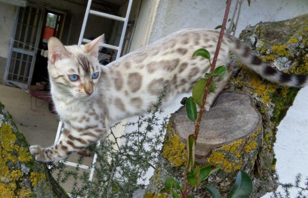 Бенгальский снежный Линкс