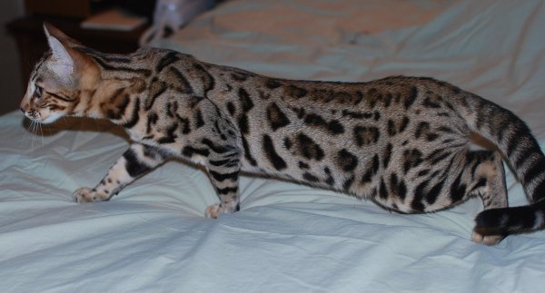Бенгальская кошка снежный Барс