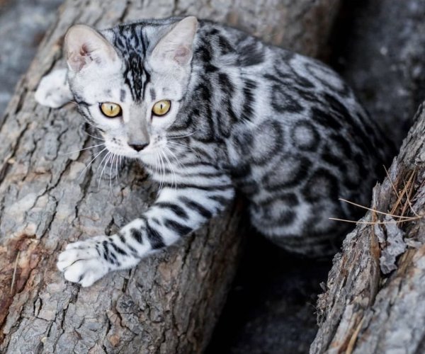 Бенгал Сильвер Линкс