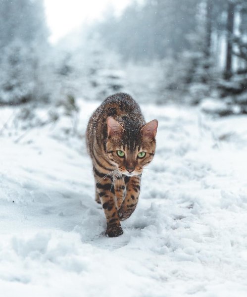 Бенгальская кошка зимой