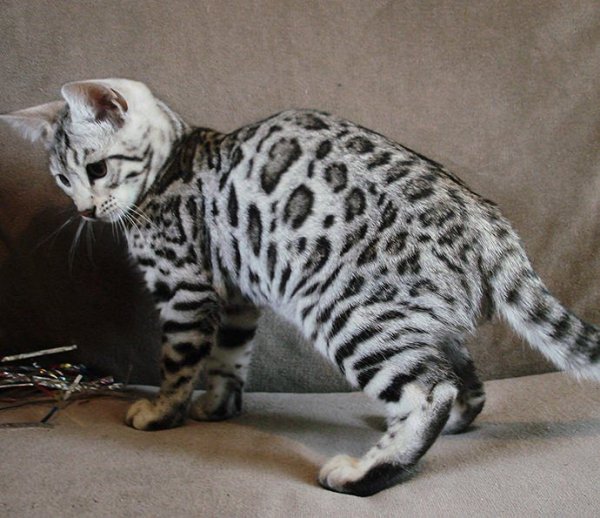 Бенгал Барс Бенгальская кошка