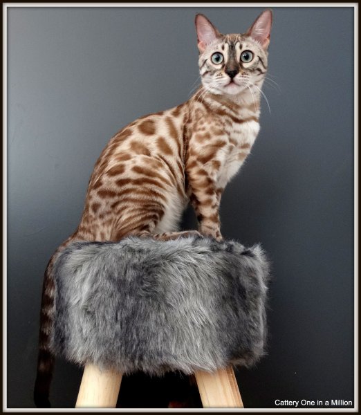 Снежный минк бенгал