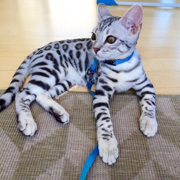 Серебристый мраморный бенгал