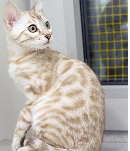 Бенгальская кошка табби Пойнт