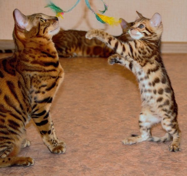 Кошка бенгал снежный Барс