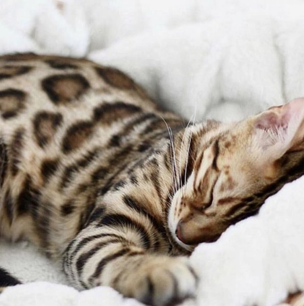 Бенгальский кот альбинос